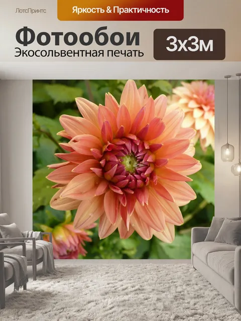 Фотообои Хризантема