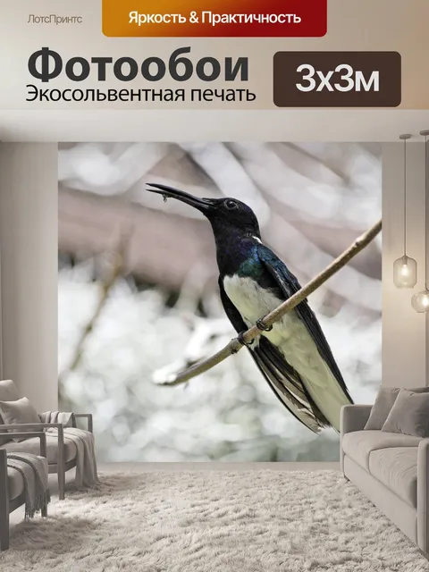 Фотообои Колибри