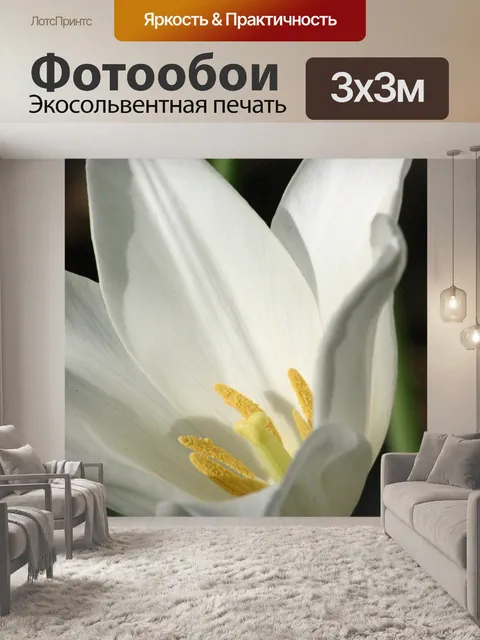 Фотообои Тюльпан