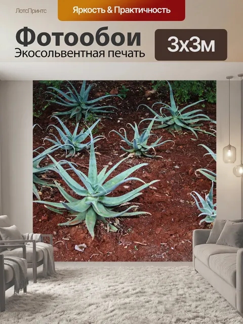 Фотообои несколько растений алоэ