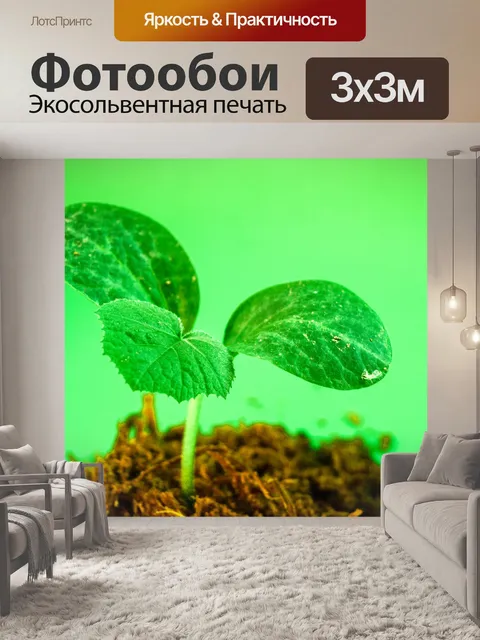 Фотообои Молодой завод деревьев