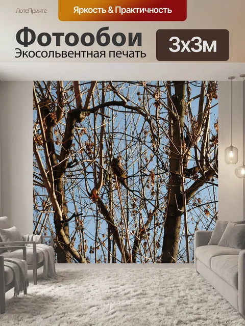 Фотообои Сова