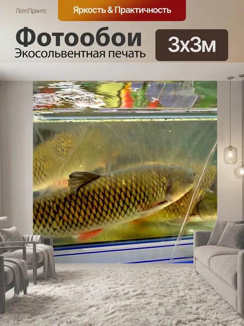 Фотообои Большой карп
