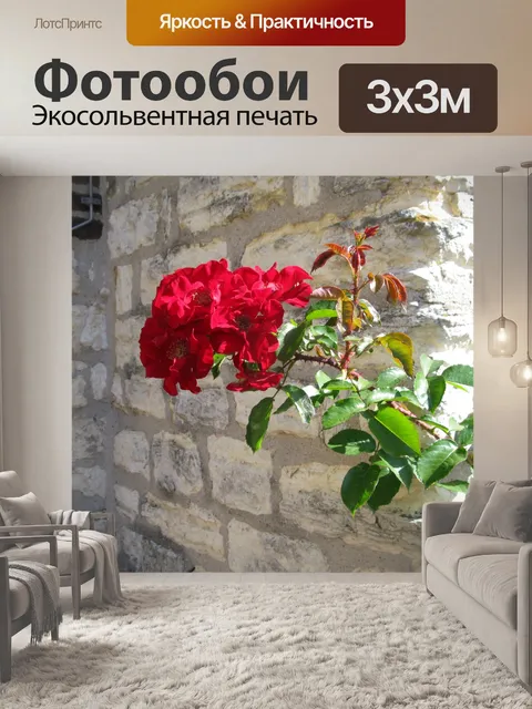 Фотообои Красная роза