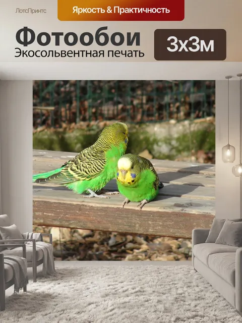 Фотообои Волнистый попугайчик