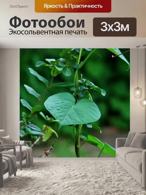 Фотообои прожилками ипомеи лист