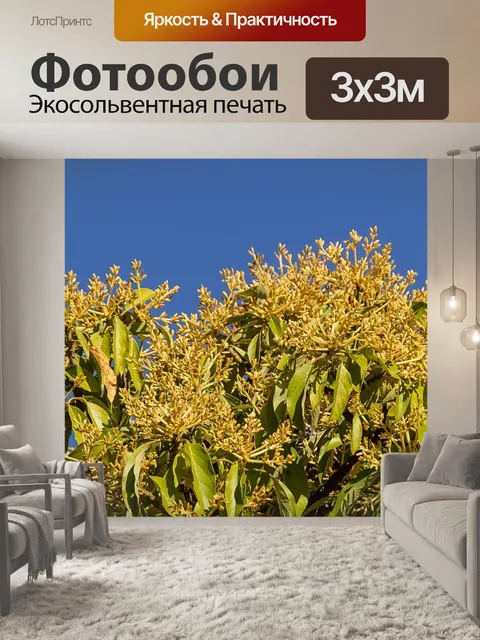 Фотообои Цветок манго