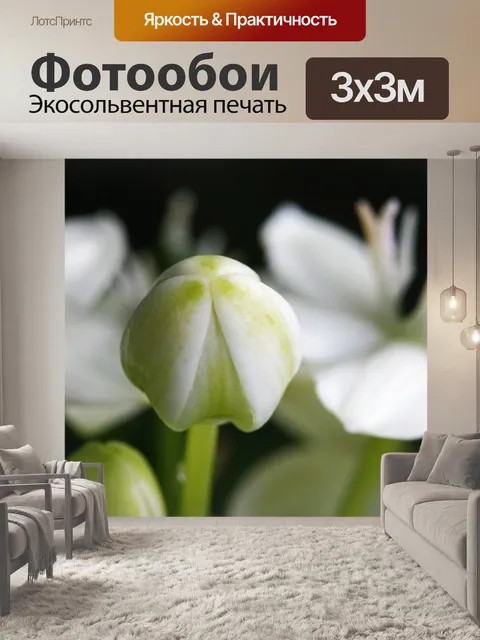 Фотообои закрытый бутон белого шиншеринчи