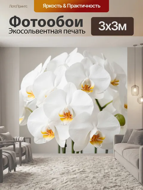 Фотообои Белые орхидеи крупным планом