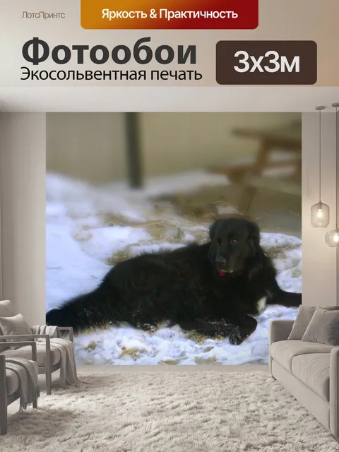 Фотообои Черный пес