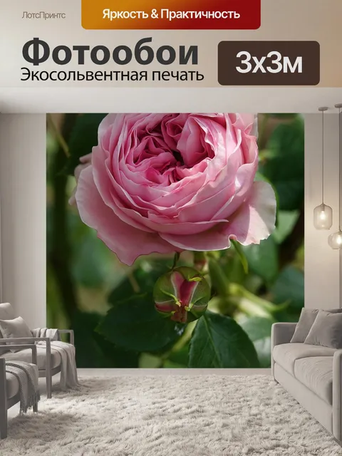Фотообои Розовый