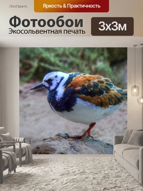 Фотообои Красочная маленькая птица
