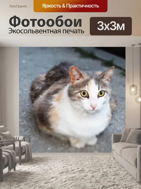 Фотообои Cat