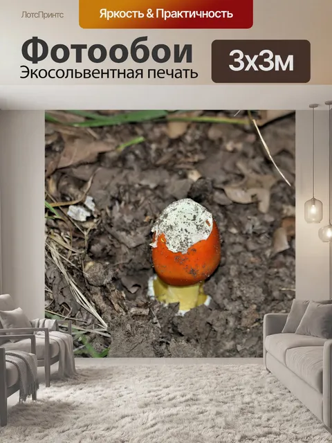 Фотообои Оранжевый Мухомор Гриб с Вольвой