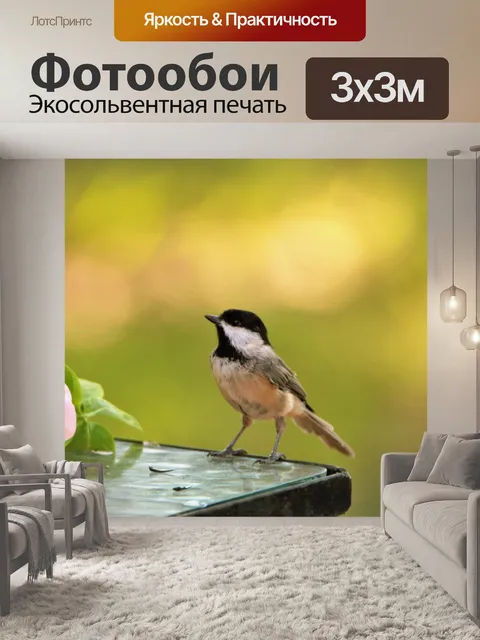 Фотообои Каролина Чикади на столе
