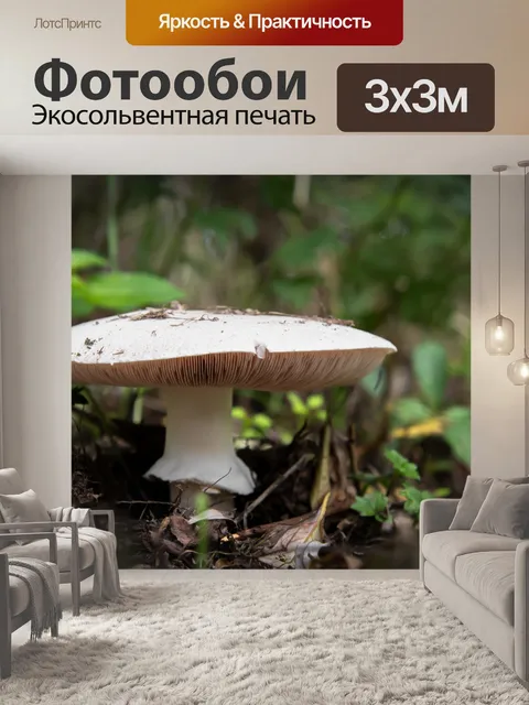 Фотообои Гриб, грибок