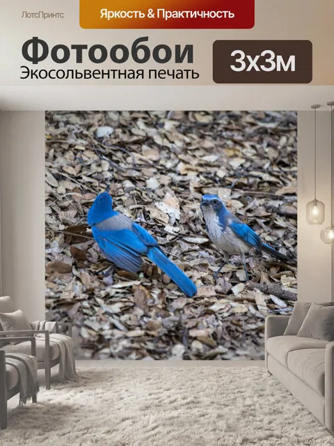 Фотообои Скраб Голубая сойка