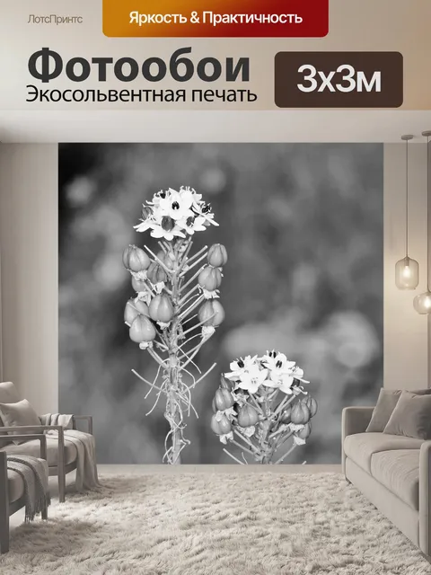 Фотообои Черные и белые Ornithogalum цветы