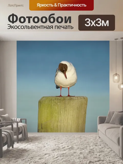 Фотообои Чайка