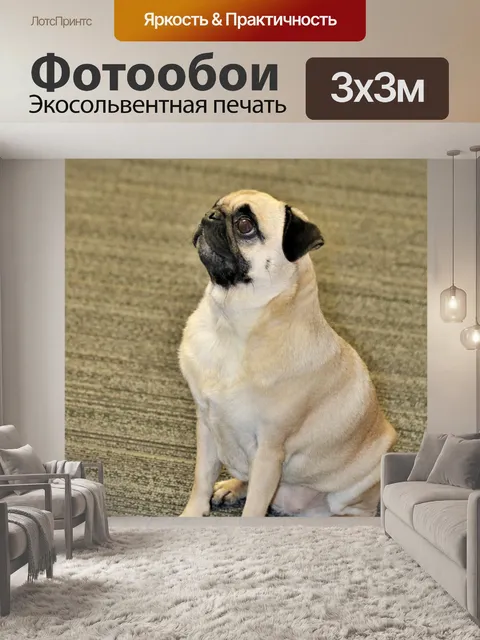 Фотообои Профиль мопса