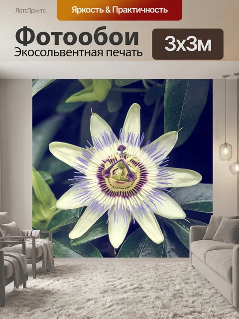 Фотообои Пассифлора, лекарственное растение