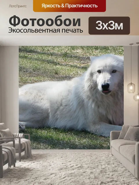 Фотообои волк