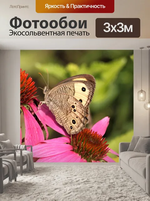 Фотообои Нимфа обыкновенная на Coneflower