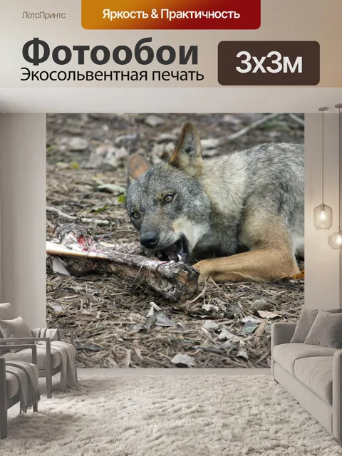 Фотообои Иберийский волк питание