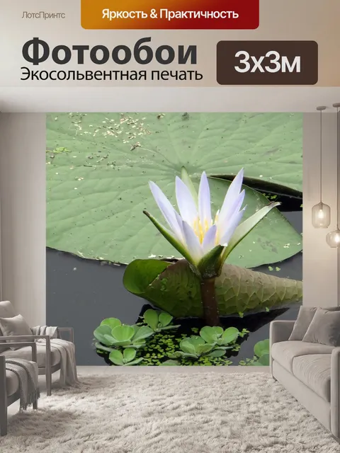 Фотообои Водяная лилия