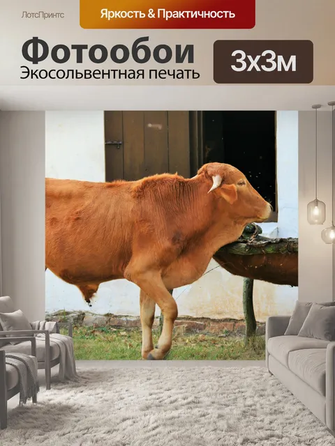 Фотообои крупного рогатого скота приближается лиз
