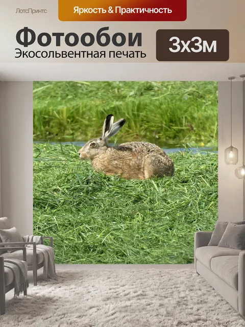 Фотообои Заяц