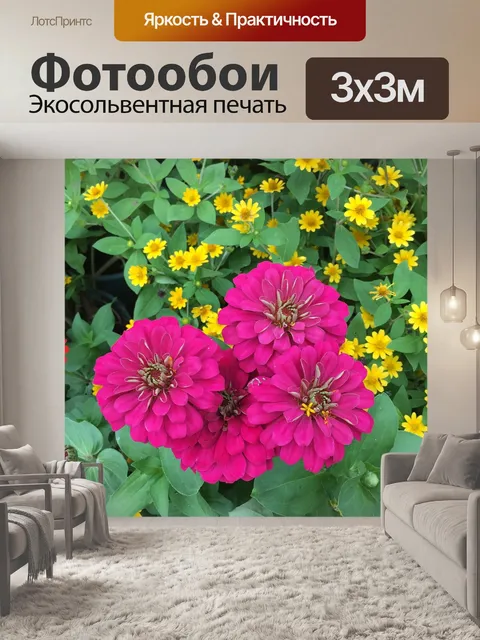 Фотообои Цинния