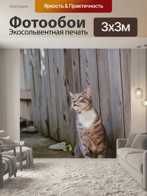Фотообои Кошка