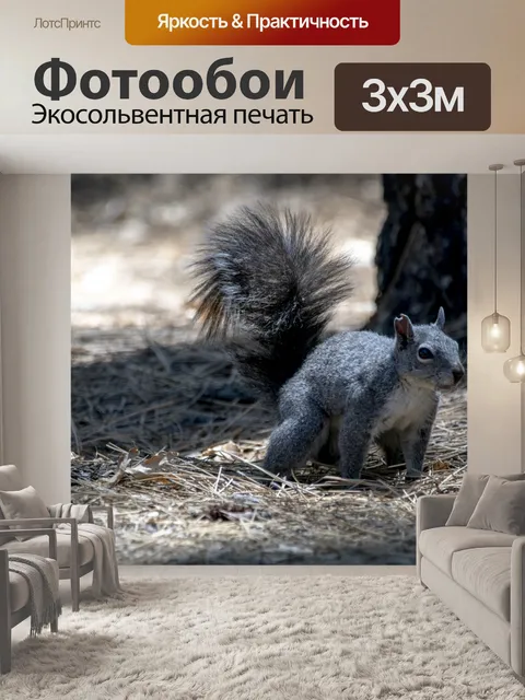 Фотообои Серая белка