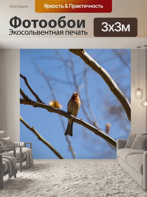Фотообои Красный Дом Финч