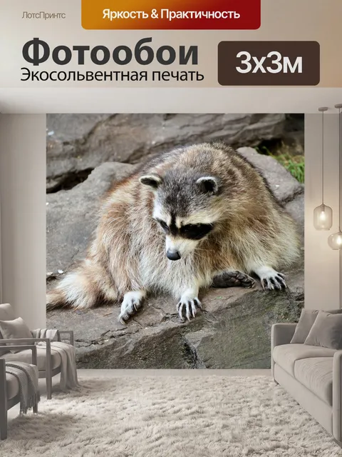 Фотообои Енот