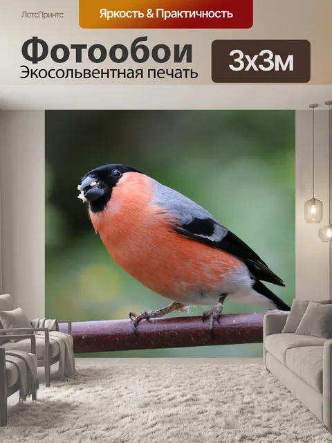 Фотообои Снегирь