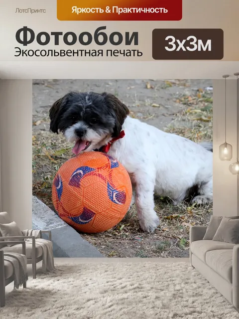 Фотообои Собака