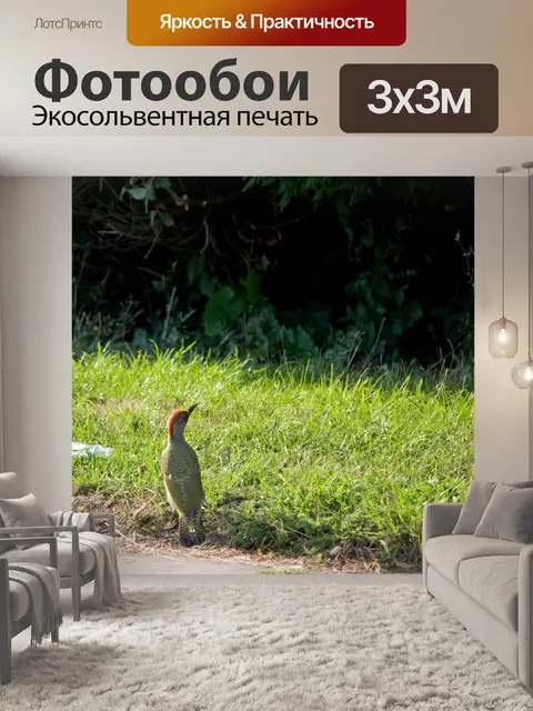 Фотообои Птица, дятел
