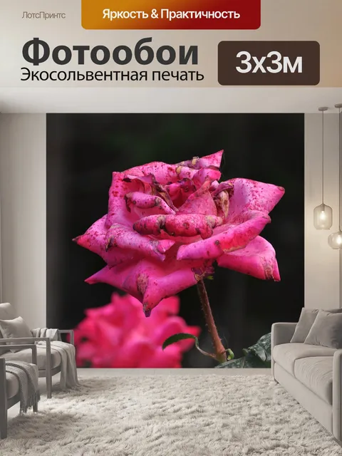 Фотообои Роуз