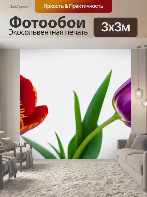 Фотообои тюльпаны на белом фоне