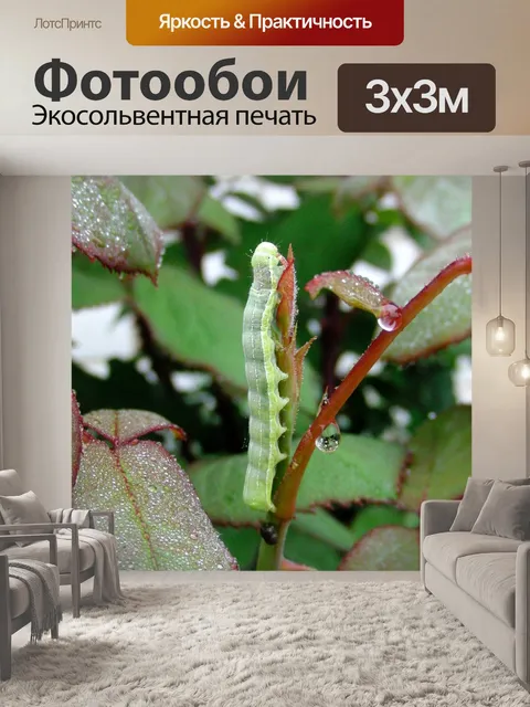 Фотообои Гусеница