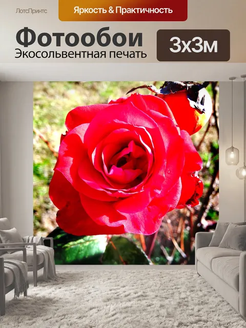 Фотообои Роза
