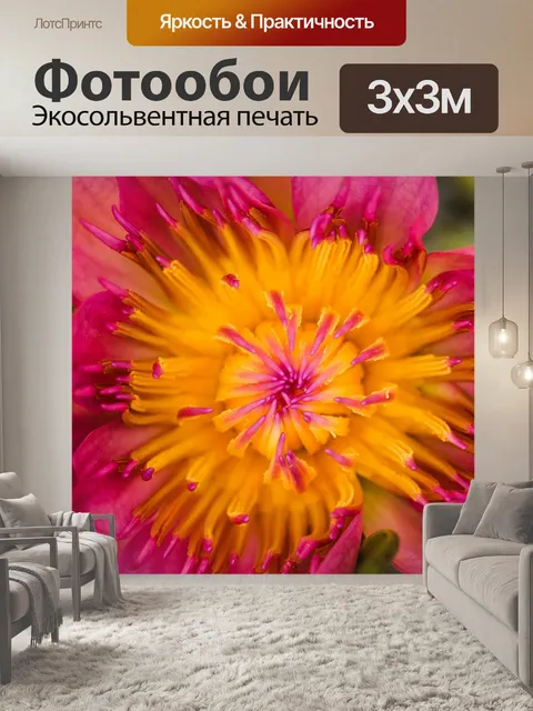 Фотообои Красивый цветок лотоса кувшинки