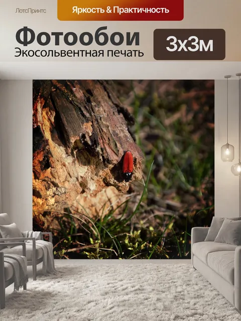 Фотообои Красный жук