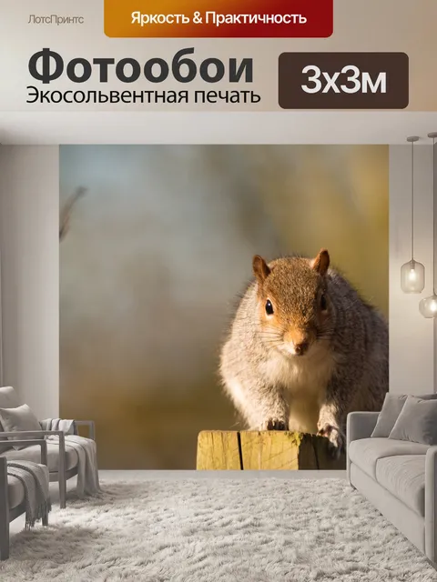 Фотообои белочка