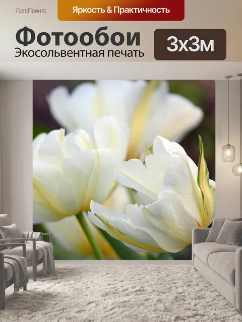 Фотообои Белые тюльпаны
