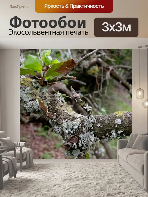 Фотообои Лишайник и листья дуба