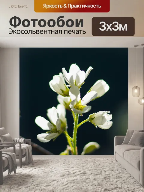 Фотообои Белый цветок