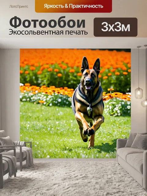 Фотообои бельгийская овчарка малинуа, мчащаяся по полю герберы, с яркими цветами на фоне